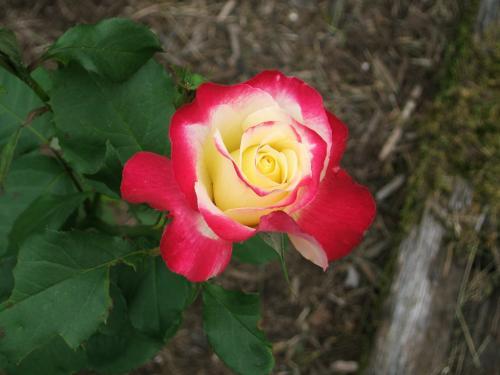 Click to view original